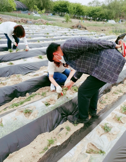 구운동, 봄맞이 감자밭 제초작업 실시