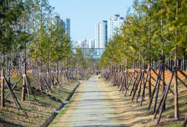 서구, 심곡천에 ‘미세먼지 차단 숲’···미세먼지 막는 주민 휴식 공간