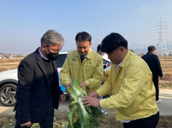 배추속현장확인