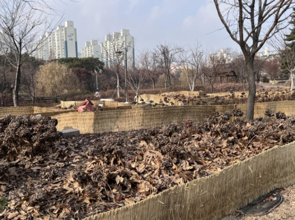 수원시 영통구, 생활폐기물 낙엽 천연 멀칭재로 재활용