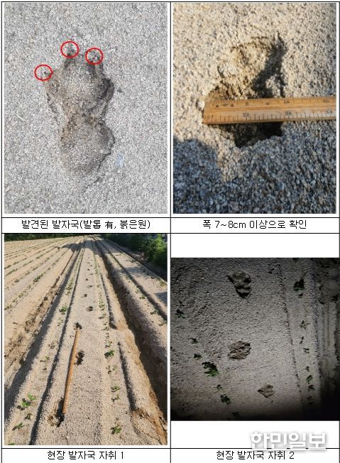 표범 추정 발자국 현장