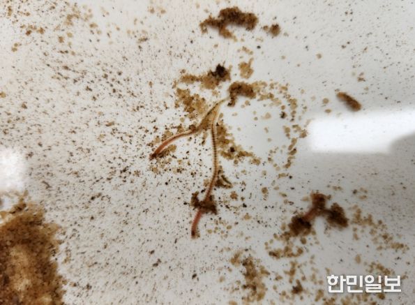 방류 갯지렁이