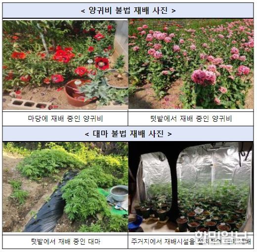양귀비ㆍ대마 불법 재배 사진