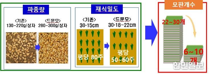 벼 드문모 심기