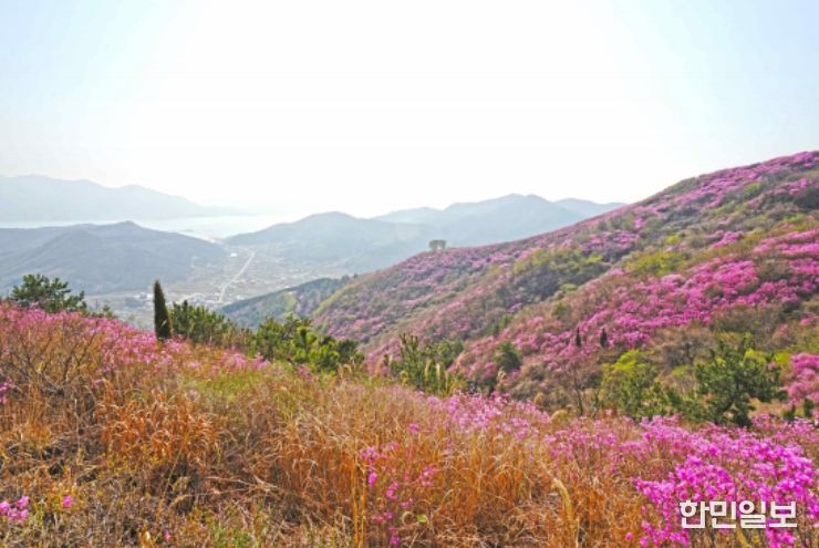 영취산 진달래 군락