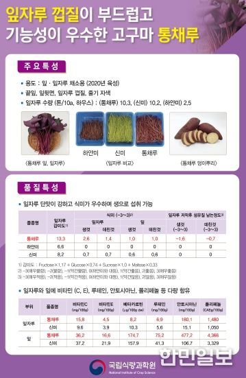 충청남도 신품종 고구마 ‘호풍미·통채루’ 분양 받으세요!