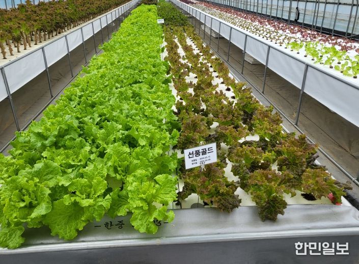 이상고온 대응 상추 신품종 연구