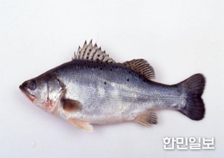 점농어