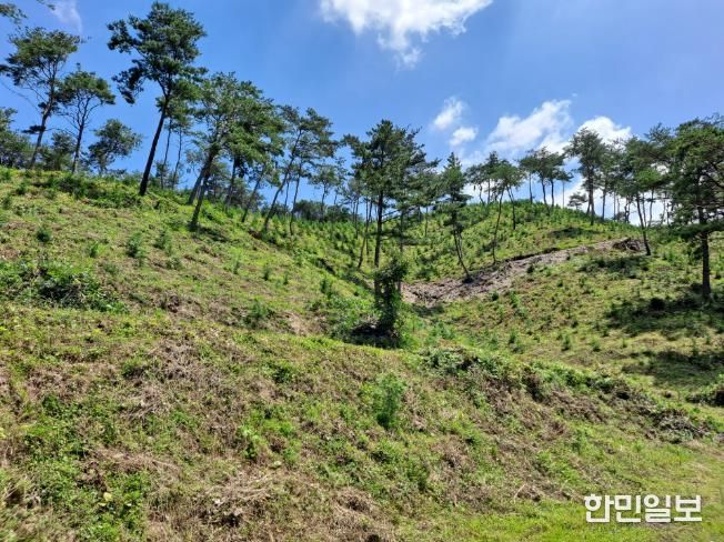 사천시, 2025년 봄철 조림사업 시행