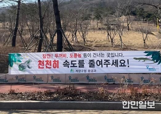 계양구, 두꺼비 로드킬 STOP, 우리가 지킨다!