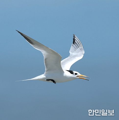 뿔제비갈매기(학명: Thalasseus bernsteini)