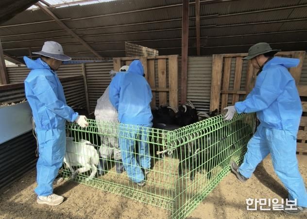 염소 백신 접종 모습