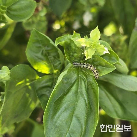 바질_들깨잎말이명나방 유충