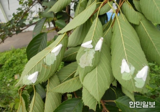 미국흰불나방과 알