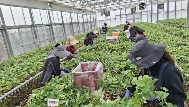 충남도 딸기 무병묘 보급으로 고품질 생산기반 강화