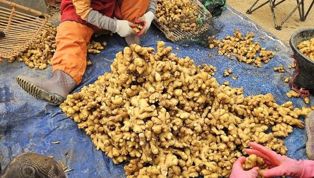 충남도 농업기술원, 씨생강 하나가 수확을 바꾼다!