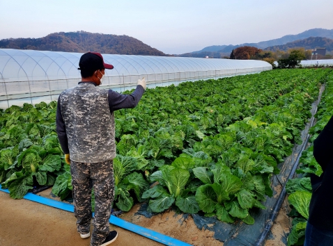 성주읍 박기수씨, 배추 1,000포기 기탁