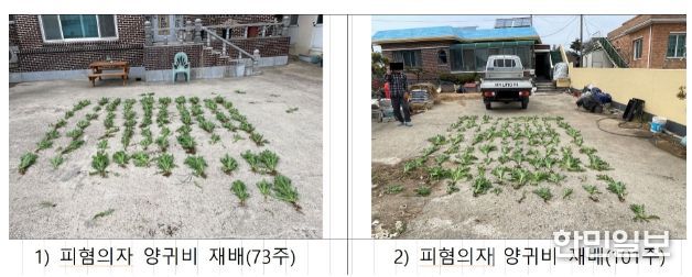 22년 4월 도서지역 주택 앞 화단 관상용 재배 양귀비 적발(108주)
