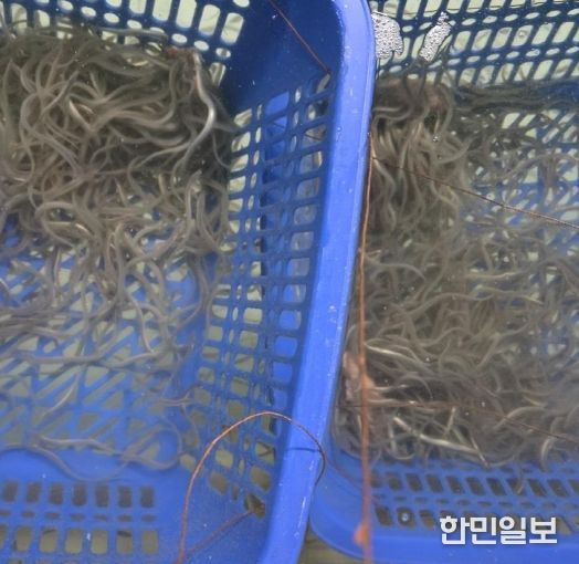 사료 먹는 뱀장어 치어