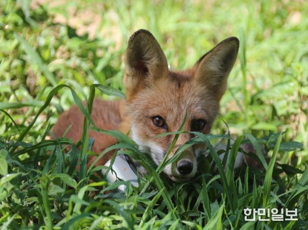 방사개체 자연적응장 활동모습