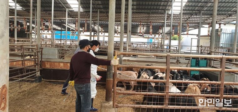구제역 하반기 일제접종 실시