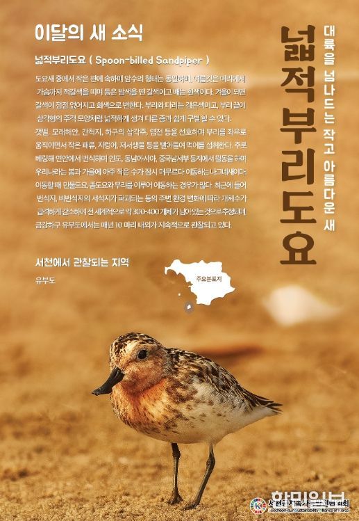 9월‘이달의 새’로 넓적부리도요 선정