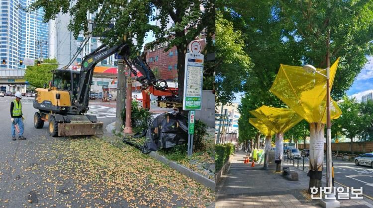부산진구, 은행열매 조기 채취로 ‘걷기 좋은 가을길’ 만든다.