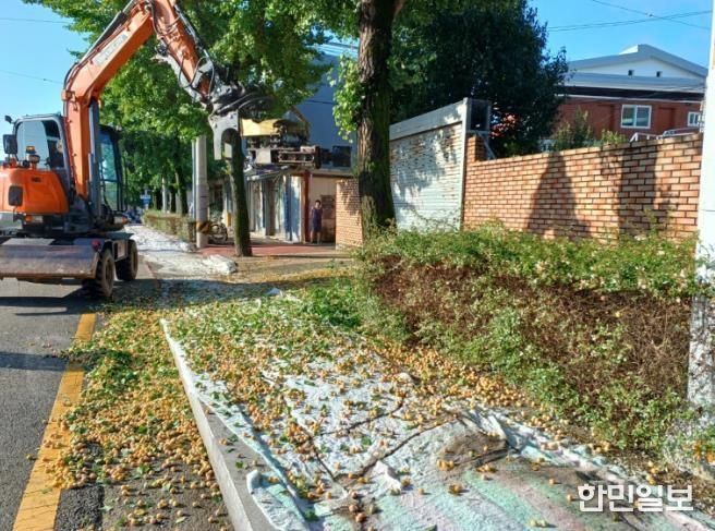 은행나무 열매로 인한 악취와 보행 불편을 해소하기 위해 진동수확기로 열매를 채취하고 있다.
