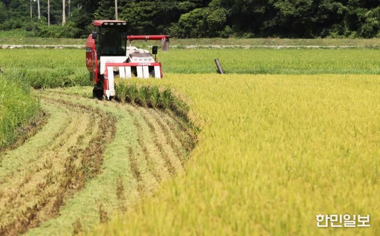볏짚을 갈아넣기 위해 볏짚을 잘라내며 벼를 수확하고 있다.