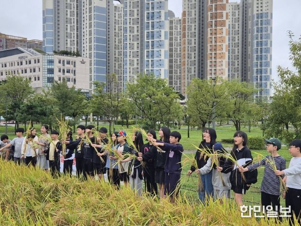도심 속 ‘전래 벼 수확 체험’을 하고 있는 어린이들