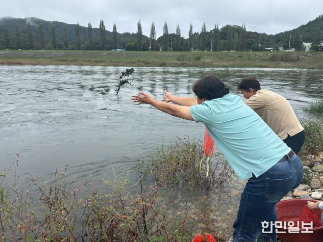 금산군 다슬기 방류 모습