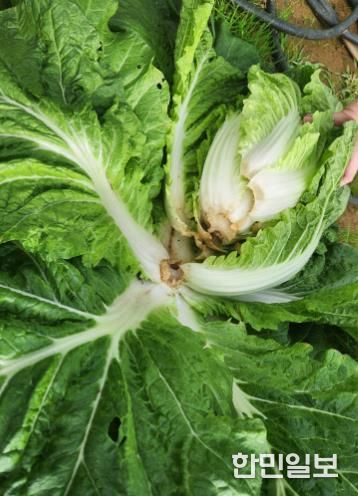 서천군, 가을장마로 파종·수확 차질 심화