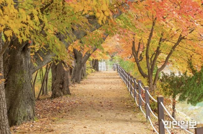 가평군, 옛 중앙내수면연구소 단풍길 16일간 개방
