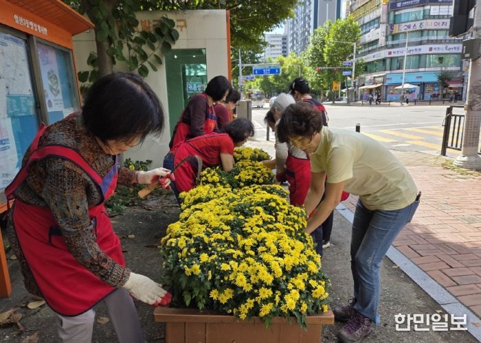고양시 일산3동 주민자치회, 가을맞이 ‘국화 심기’⋯마을에 활기 불어넣어