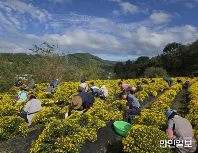 산청지역자활센터, 직접 재배한 국화 수확 나서