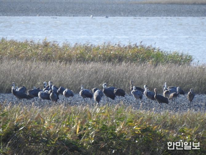 흑두루미 73마리, 순천만 도래