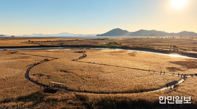 제26회 순천만 갈대축제 개최