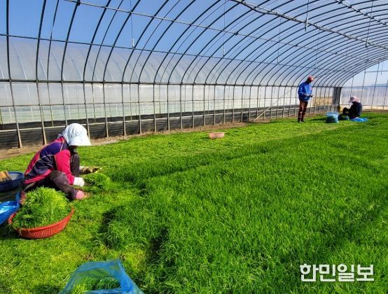 해남군“바다향 품은 간척지의 명품채소”세발나물 출하