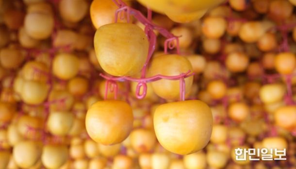 ‘영동곶감’ 만들기 본격 돌입