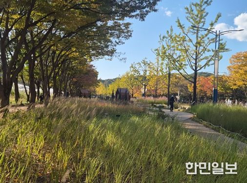 인천대공원에서 즐기는 마지막 코스모스