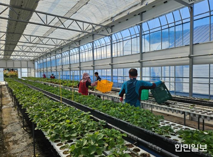 딸기묘 2만 5천 주 긴급 공급