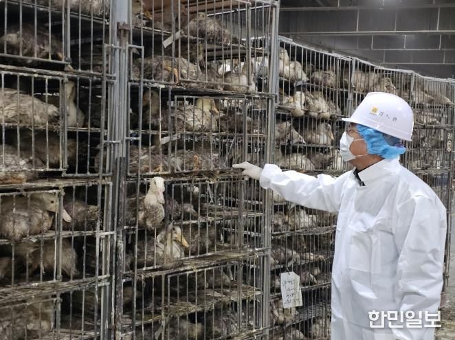 가금 도축장 생체검사 사진