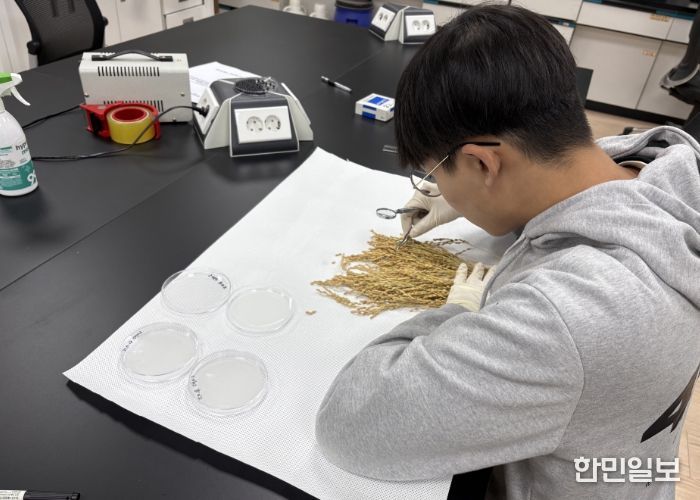포천시, 벼 재배 안정성 확보를 위한 자가채종 벼 종자 발아율 검사 추진