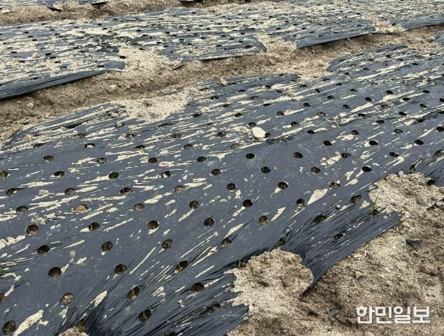 홍성군, 마늘 파종 지연에 월동대비 철저 당부