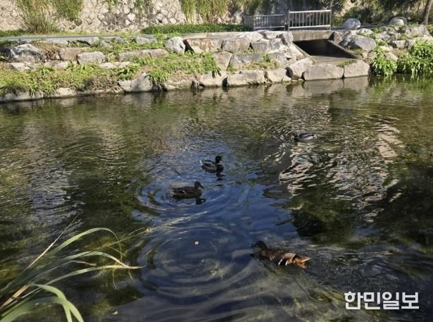 성북구 하천, 10월 수질 분석서 ‘좋음’ 등급 유지