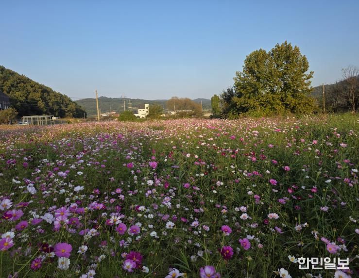 세종시, 주민 손길로 피어난 국곡리 코스모스 정원