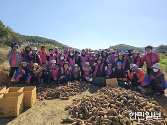 생활개선회와 ‘사랑의 고구마’나눔으로 온정