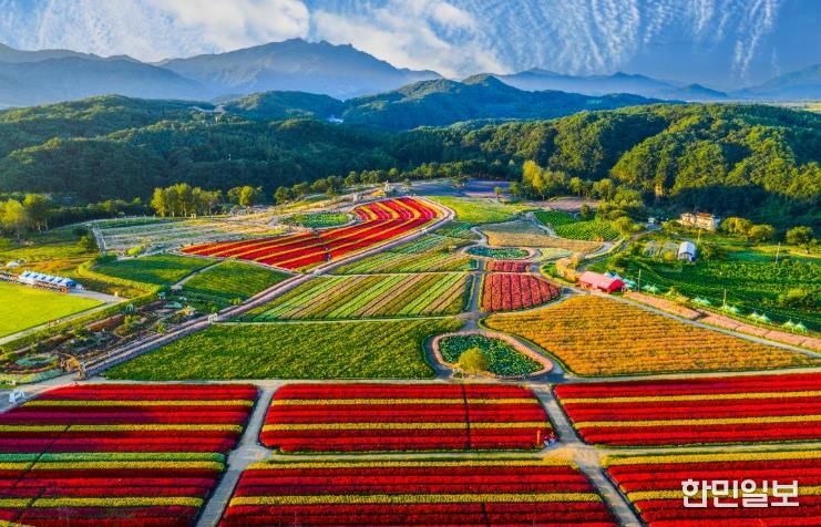 2025 가을, 고석정 꽃밭 화려한 계절의 마침표 찍다