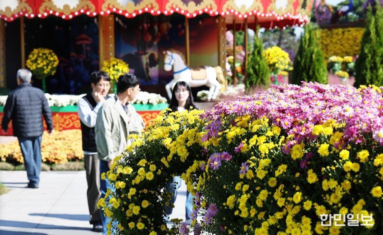 2025 대한민국 국향대전 회전목마 포토존, 국화 만개 전경