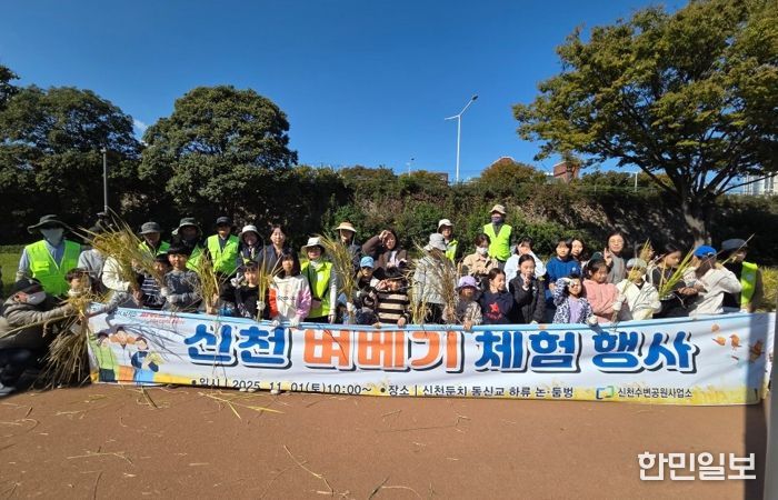 도심 속 논에서 황금빛 추수” 신천둔치 벼 베기 체험